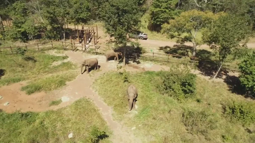 Santuário em MT recebe elefante Sandro sob investigação pela morte de outros animais