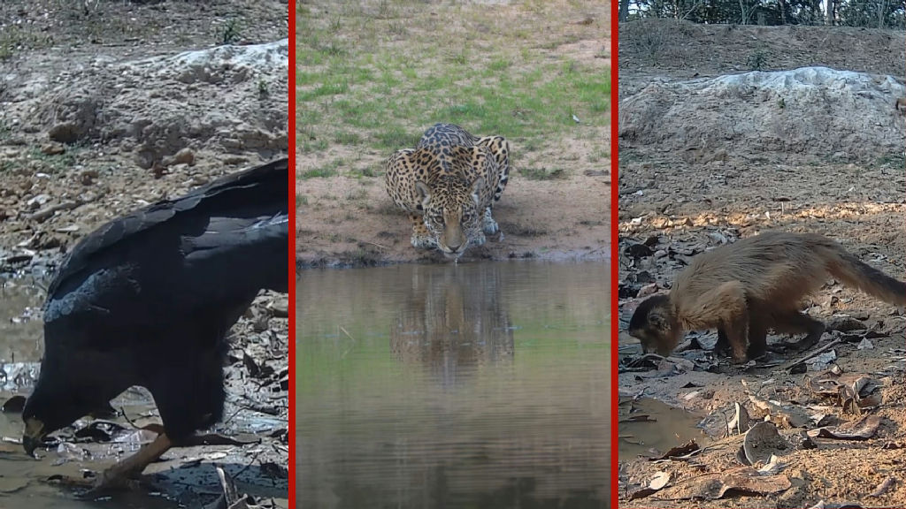 Seca no Pantanal força concentração de animais em pontos de água