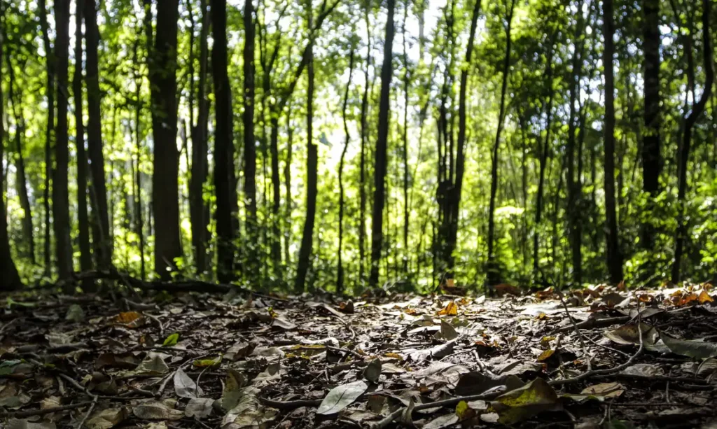 Setor florestal brasileiro alcança recorde histórico de R$ 47,9 bilhões em produção