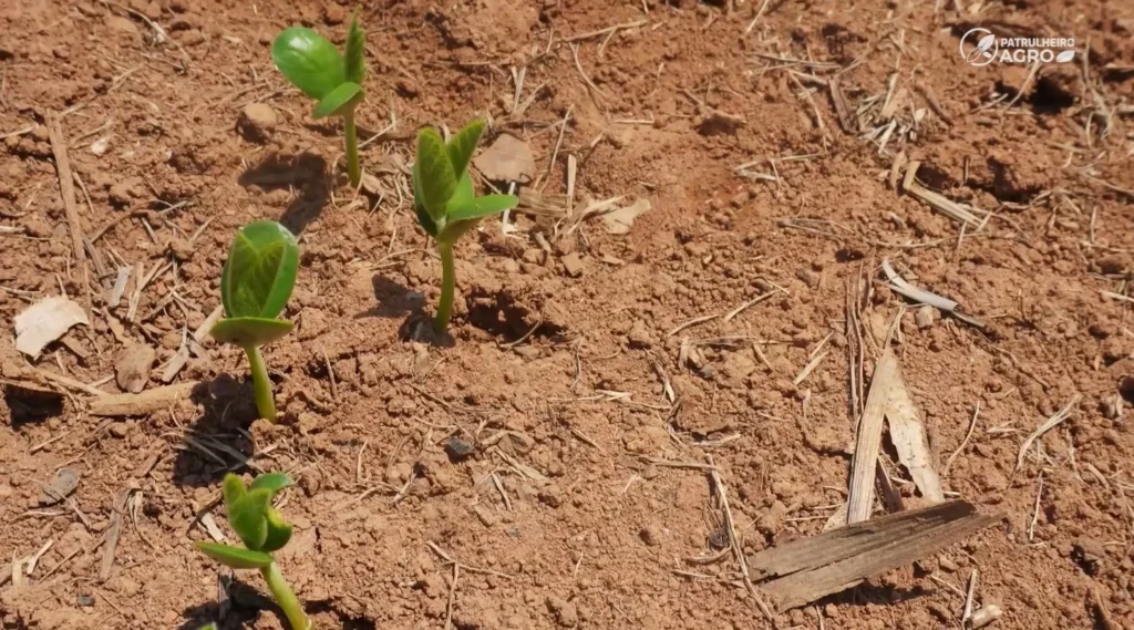 Soja em Mato Grosso: produtores equilibram custos e clima no início do plantio