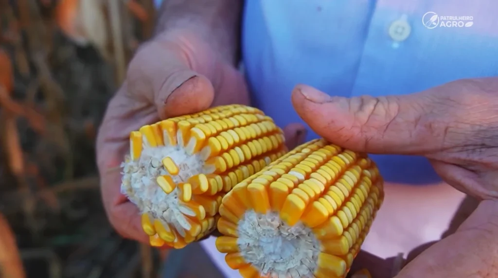 Soja lidera ritmo de vendas em Mato Grosso enquanto milho e algodão operam com cautela