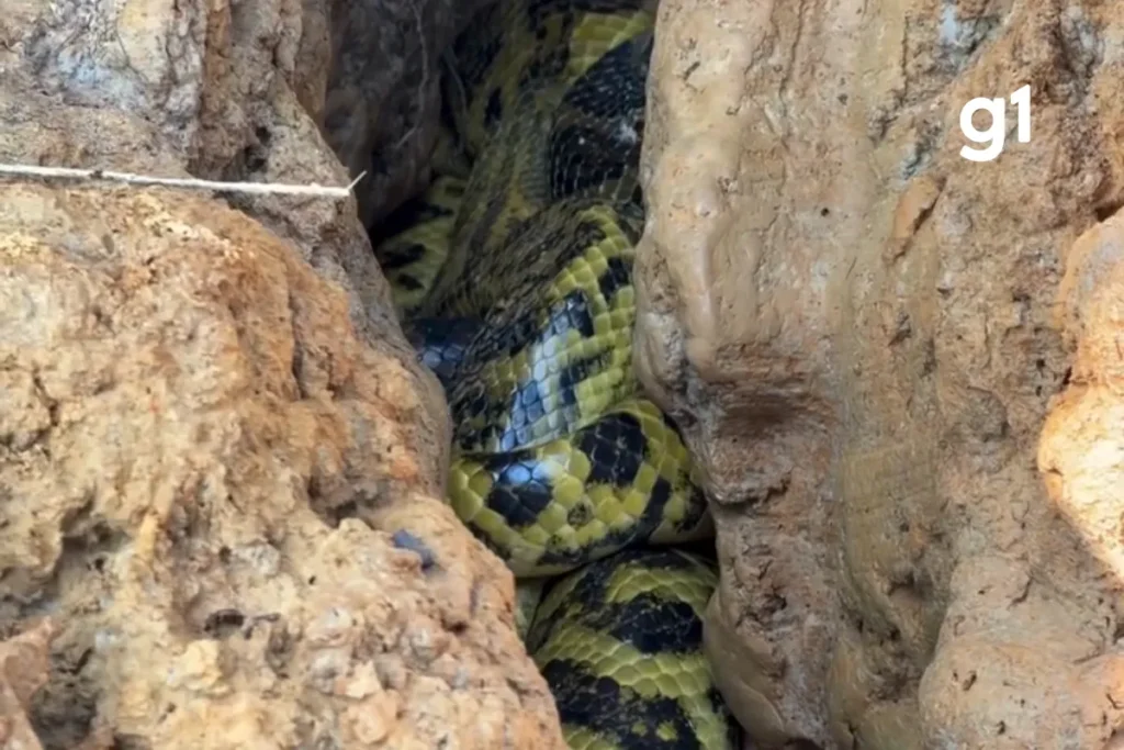 Sucuris-amarelas são flagradas entrelaçadas em rochas no Pantanal mato-grossense