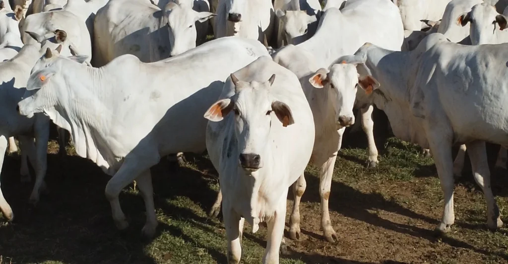 Suspensão da União Europeia ameaça valorização da carne bovina de Mato Grosso