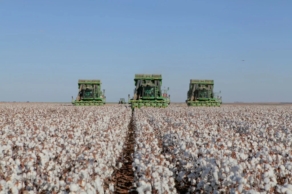 Algodão em Mato Grosso registra salto produtivo e consolida liderança nacional