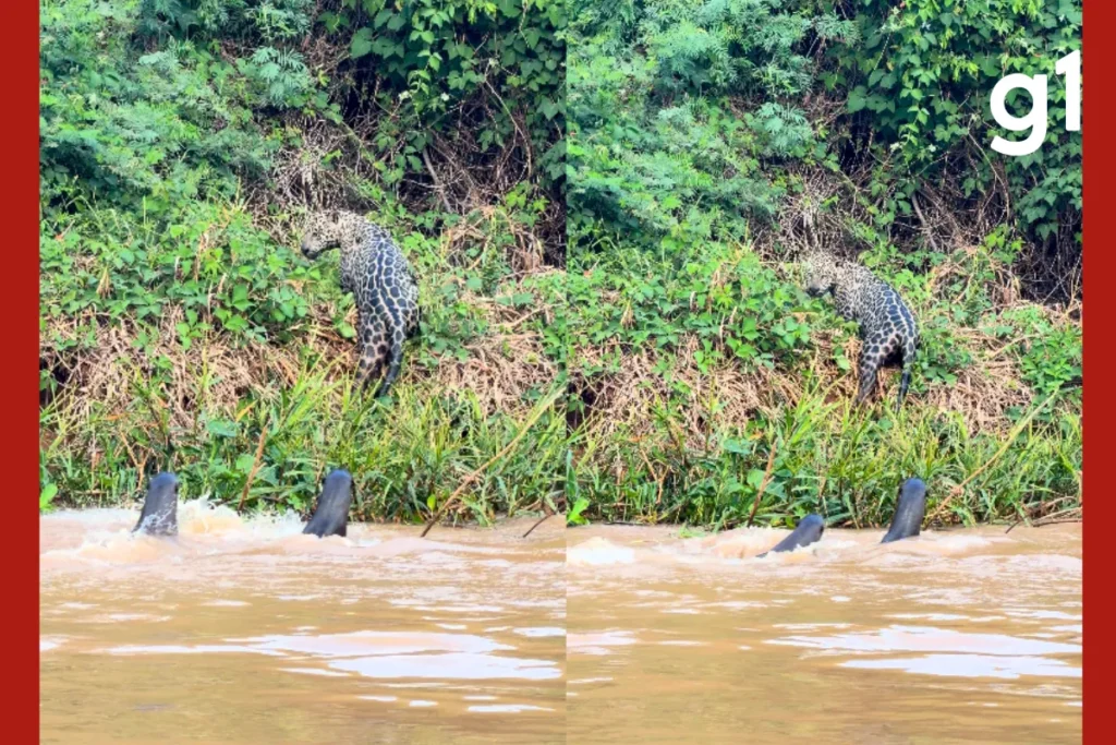 Ariranhas acuam onça-pintada em rio e garantem fuga de felino