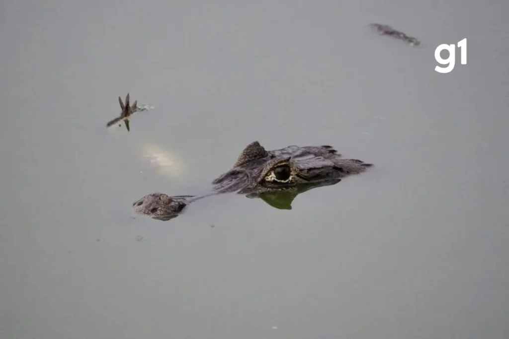 Biólogo analisa canibalismo após jacaré ser filmado com outro na boca no Pantanal de MT