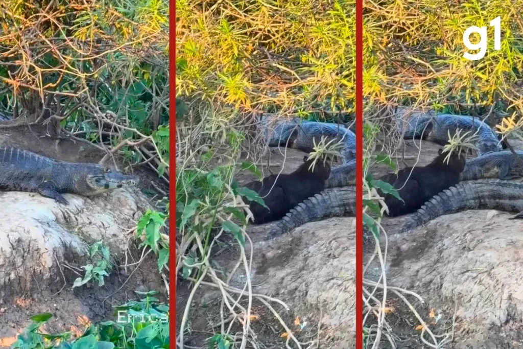 Capivara descansa entre jacarés na Transpantaneira e surpreende turistas