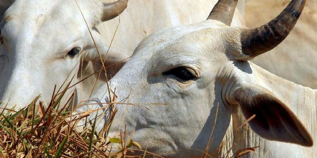 Carne bovina brasileira enfrenta tarifa de 67% para entrada no mercado chinês