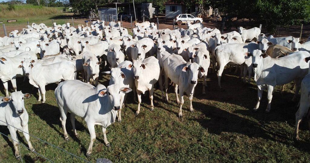 Exportação de carne bovina em Mato Grosso cresce 2.242% após certificação sanitária