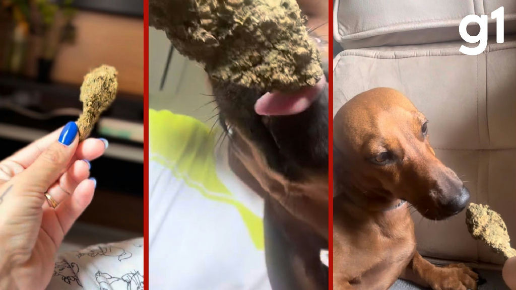 Jovem é detida após filmar oferta de maconha a cão em Sorriso