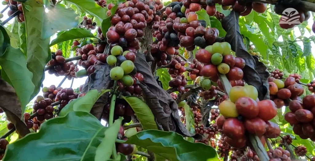 Juína sedia concurso inédito para premiar a excelência do café de Mato Grosso