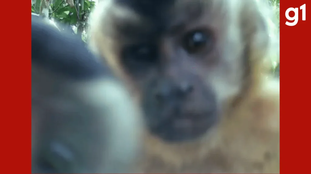 Macacos-pregos investigam câmera de monitoramento em projeto de conservação