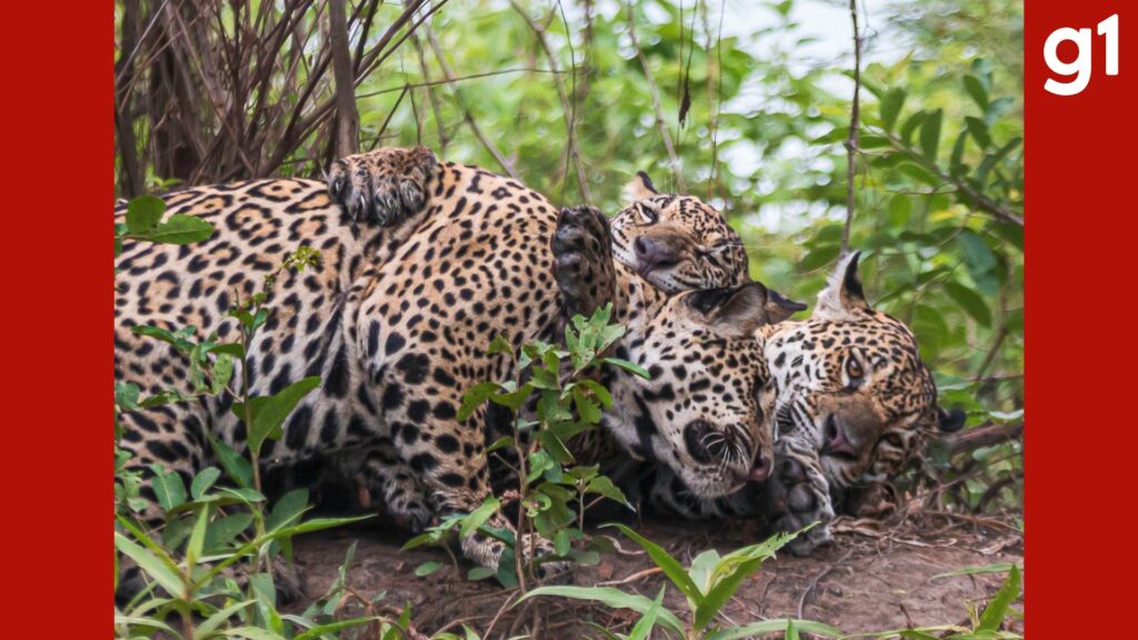 Momento de carinho entre onça Medrosa e filhotes encanta no Pantanal mato-grossense