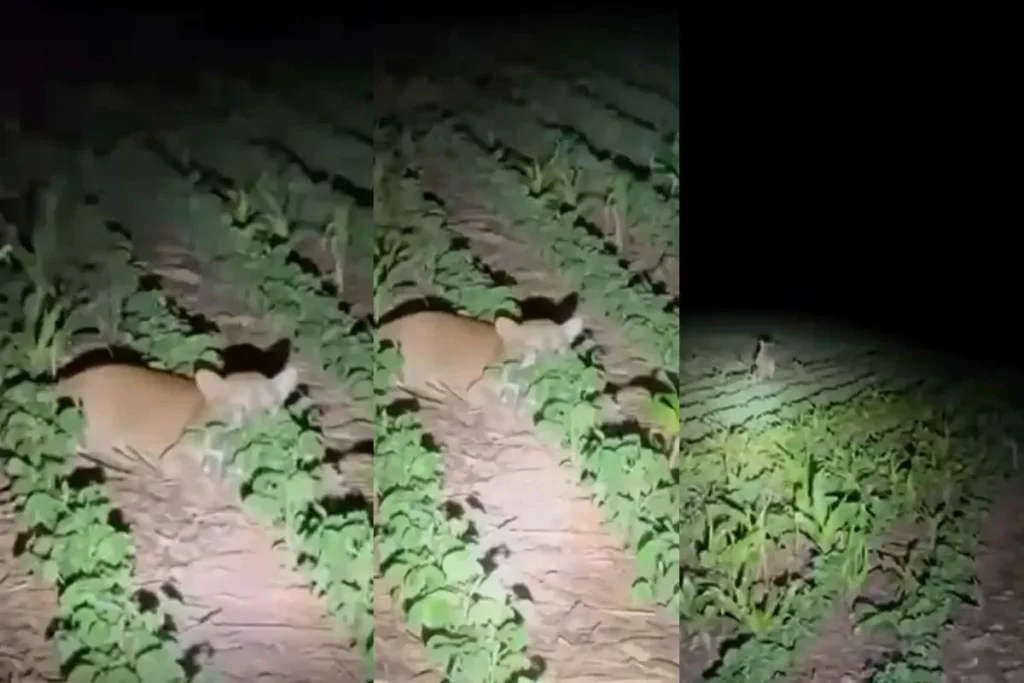 Onça-parda é flagrada por família em lavoura de soja no Mato Grosso