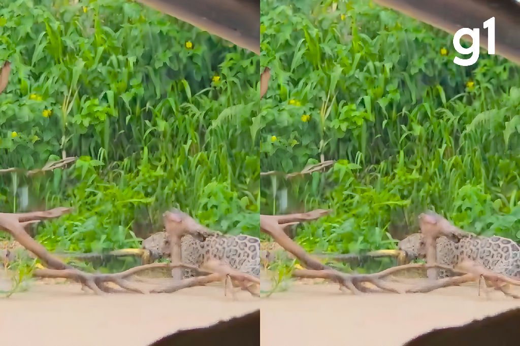 Onças-pintadas protagonizam disputa rara por presa no Pantanal mato-grossense