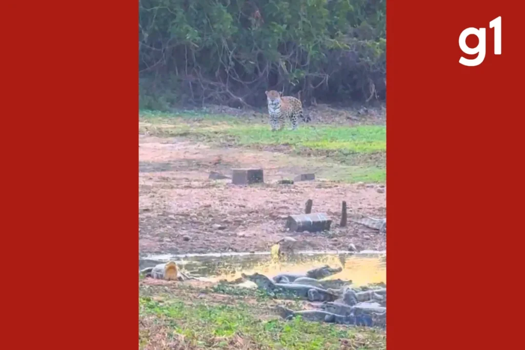 Onças-pintadas são flagradas em encontro inusitado com jacarés no Pantanal