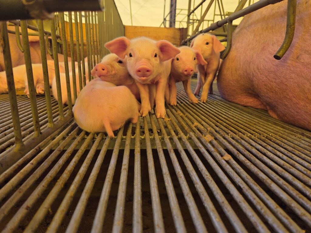 Preço do suíno vivo em Mato Grosso registra alta após meses de baixa