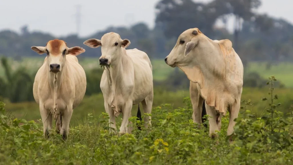 Produtores de Mato Grosso devem atualizar rebanhos a partir deste domingo em campanha do Indea