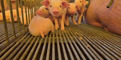 Acrismat oferece capacitação gratuita em gestão e sanidade para suinocultores de MT