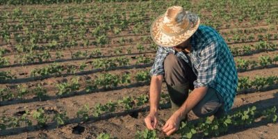 Agricultura familiar impulsiona economia gaúcha com 40% do PIB agropecuário
