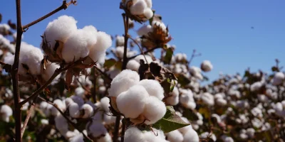 Algodão de Mato Grosso atinge 100% da colheita e impulsiona exportações brasileiras