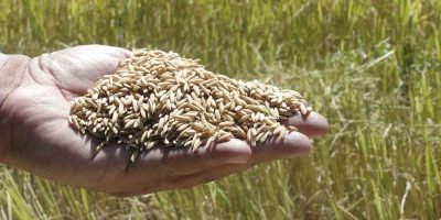 Alta no preço do arroz no Rio Grande do Sul enfrenta entraves logísticos por chuvas