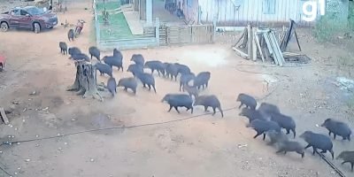Bando de queixadas invade propriedade rural e causa pânico em moradores de Mato Grosso