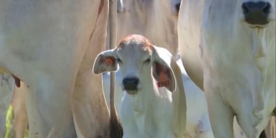 Bicheira de umbigo: estudo revela falha em antiparasitário e aponta nova solução eficaz