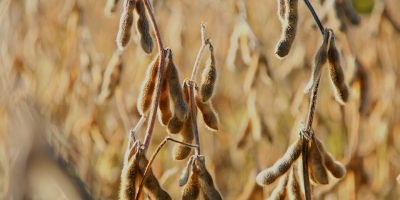 Bioinsumos transformam produtividade da soja e ganham destaque em encontro nacional