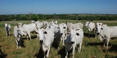 Boi gordo registra valorização no mercado físico impulsionado pela demanda do Dia dos Pais
