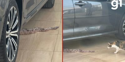 Bombeiros resgatam jiboia escondida em carro de moradora em condomínio de Cuiabá