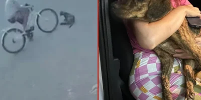 Cachorra grávida é atropelada por ciclista em Mato Grosso e corre risco de perder filhotes