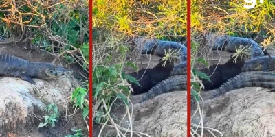 Capivara descansa entre jacarés na Transpantaneira e surpreende turistas