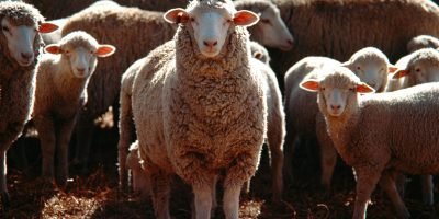 Certificação de lã impulsiona receita de produtores no Rio Grande do Sul