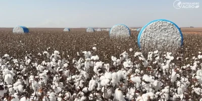 Colheita de algodão em Mato Grosso atinge reta final e impulsiona exportações brasileiras