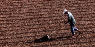 Colheita de café no Brasil atinge 78% com ritmo abaixo da média histórica