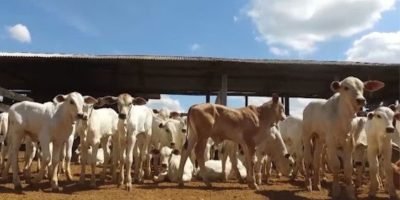 Colostragem correta reduz mortalidade de bezerros na pecuária