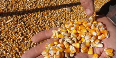 Competição global e gargalos logísticos ameaçam meta de 24,1 milhões de toneladas de milho em MT