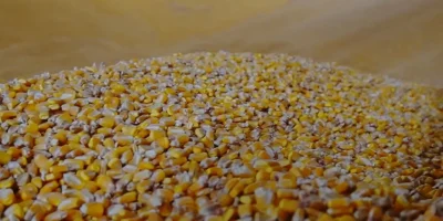 Cooperativas consolidam liderança e respondem por 43% da produção de milho em Mato Grosso