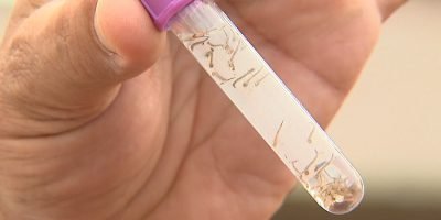 Dengue recua em Ribeirão Preto mas Franca mantém incidência cinco vezes superior