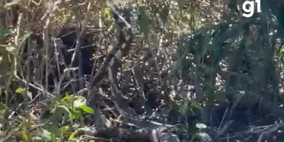 Disputa reprodutiva de cobras caninana é registrada em área rural de Mato Grosso