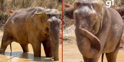 Elefante Sandro enfrenta desafios físicos em sua primeira imersão em lagoa no Mato Grosso