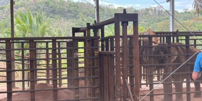 Elefante Sandro inicia adaptação com banho de terra em santuário de Mato Grosso