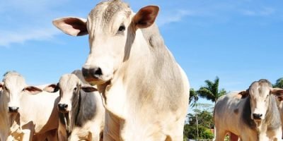 Embrapa promove dia de campo sobre recuperação de pastagens em São Carlos