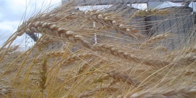 Escassez de oferta e efeitos do El Niño levam trigo paranaense ao maior valor desde agosto de 2025
