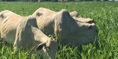 Escassez de oferta mantém cotações do boi gordo em trajetória de alta