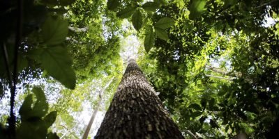 Escassez hídrica ameaça sobrevivência vegetal mais do que o aquecimento global