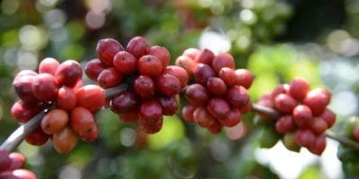 Espírito Santo inova com mostra de café conilon focada em grandes volumes comerciais