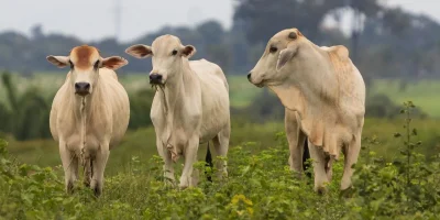 Exportações de carne de Mato Grosso recuam 11,75% após restrições chinesas