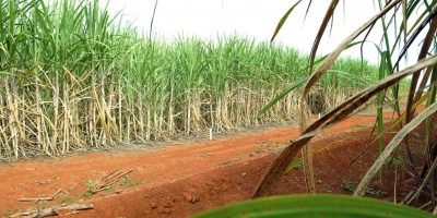 Hidrogênio verde ganha potencial com aproveitamento de resíduos agrícolas na Bahia